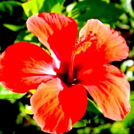 Willa Patrizia With A Fantastic View Of Maggiore And The Pool